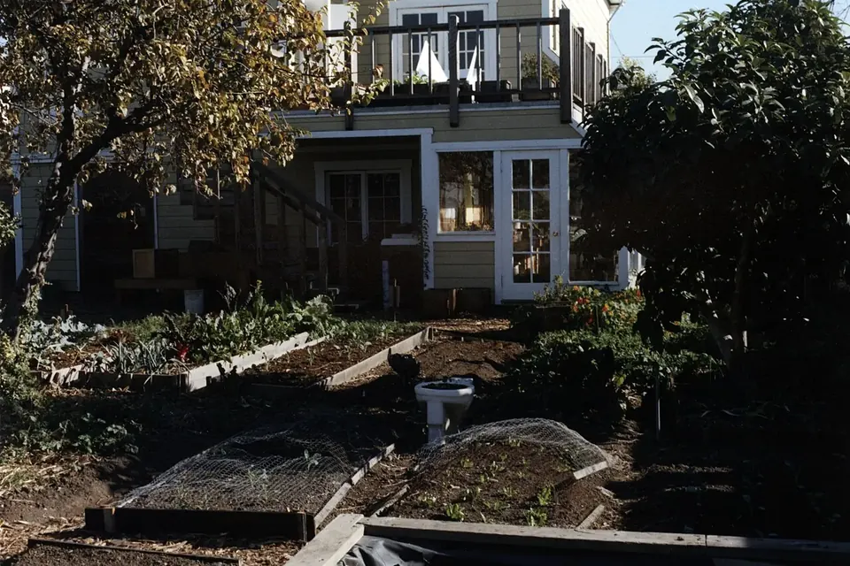 The back garden of a two-storey house with raised vegetable beds, paths and fruit trees in afternoon light