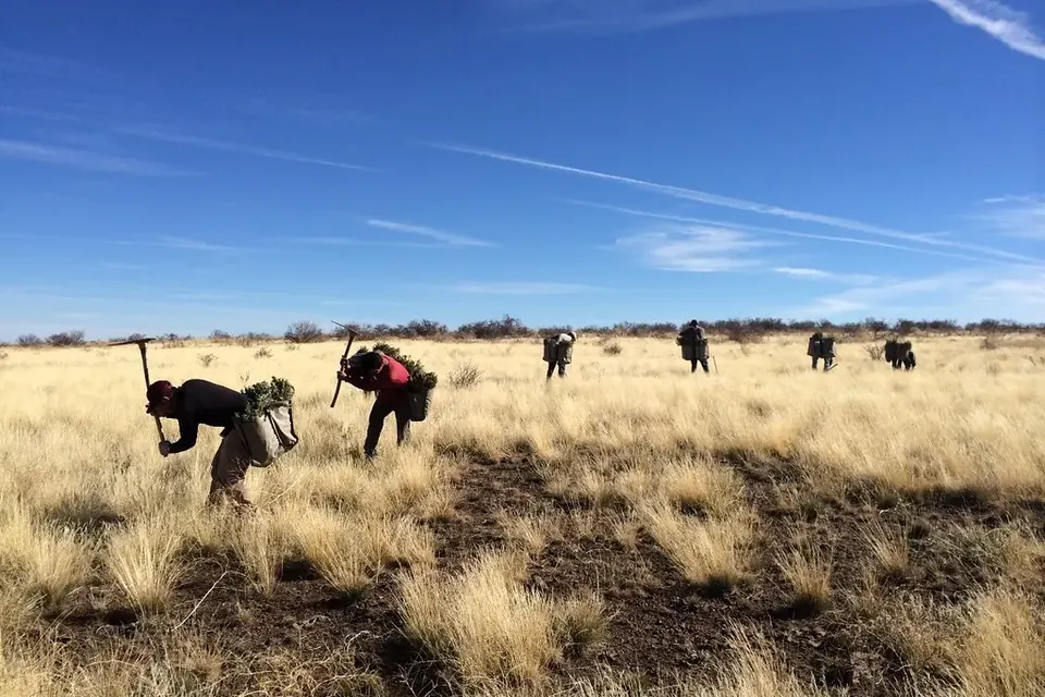 Workers with planting bars setting out bare-root shrub seedlings across a dry grassland under a blue sky