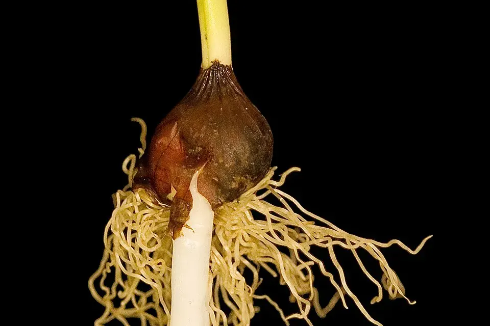 A single tulip bulb with a pale shoot rising from the top and a tangle of fine white roots below, against a black background