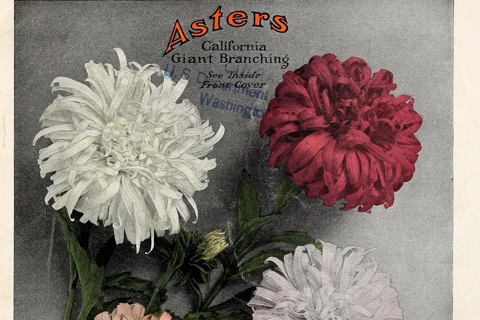 Detail of a 1912 California seed catalog cover showing large white, red and pink aster flowers