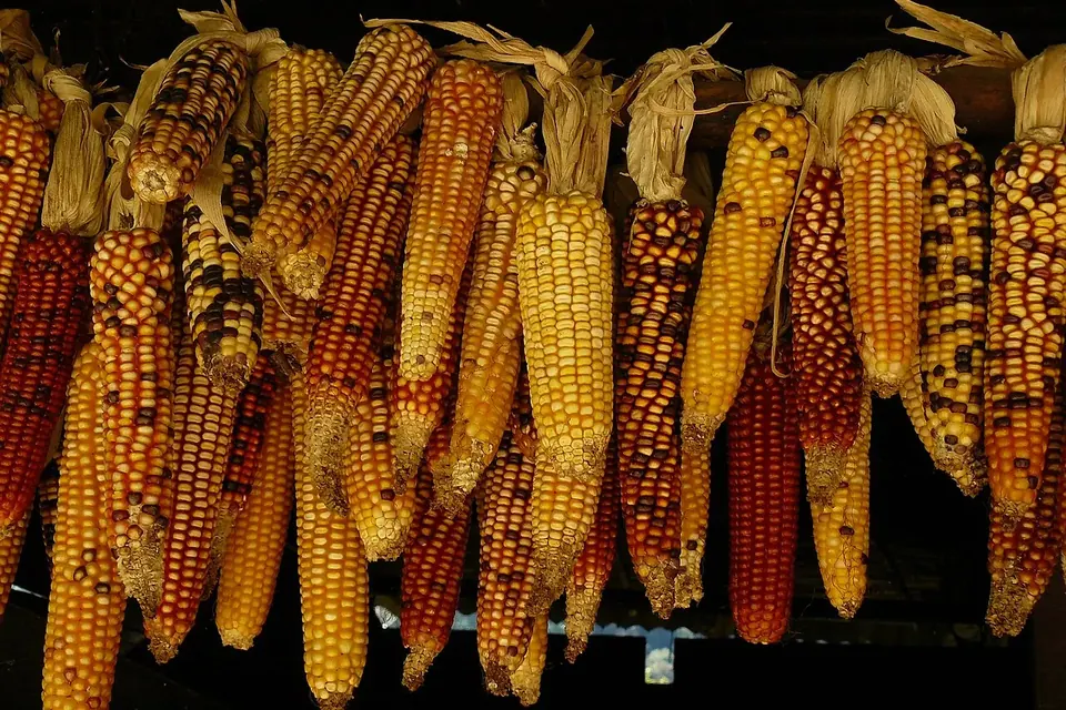 Ears of multicoloured flint corn in orange, red and gold hanging in a row to dry
