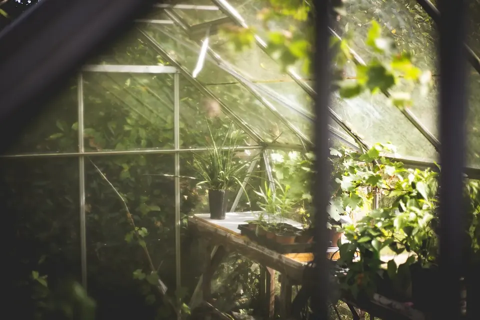 Sunlight falling through the glass panes of an old greenhouse onto potting benches and plants