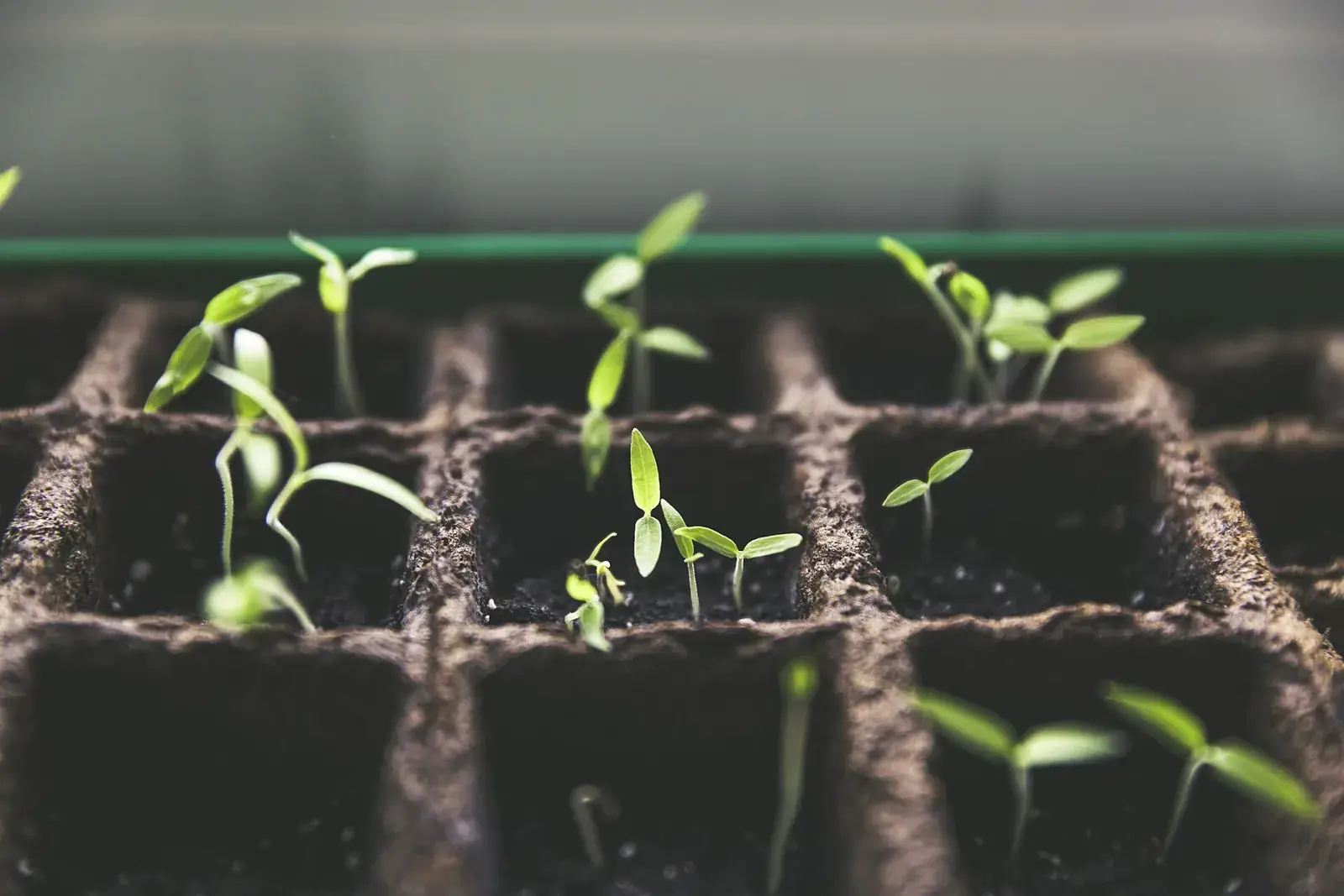 Young seedlings with their first leaves rising from the cells of a dark seed tray