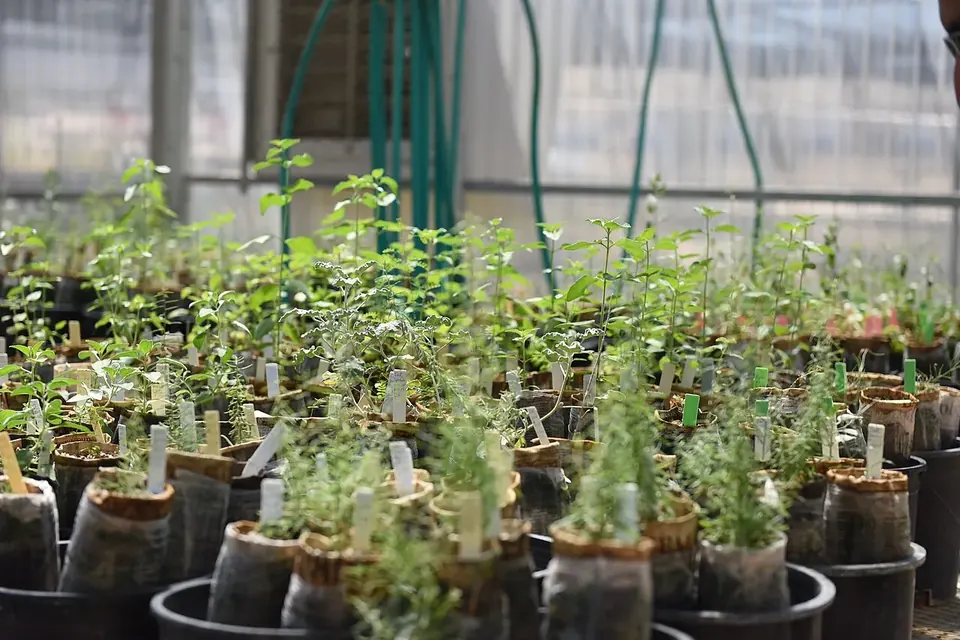 Rows of young native plants in black nursery pots with white labels inside a shade house