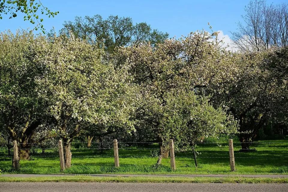 Old apple trees in white blossom in a grassy orchard on a sunny spring day