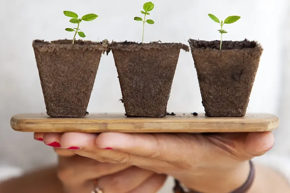 Three small fibre pots each holding a young seedling, carried on a wooden board in one hand