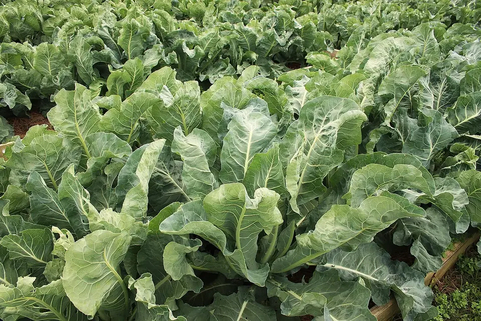 Dense rows of kale and other leafy greens growing in raised garden beds