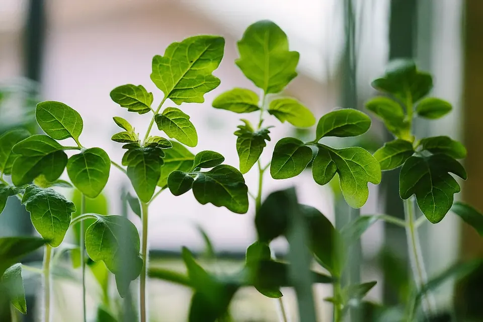 Close-up of young green seedlings with broad first leaves growing towards the light
