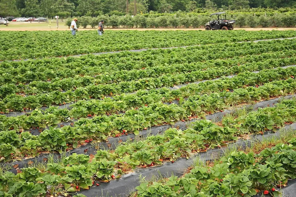 Long rows of green strawberry plants on raised beds in a field