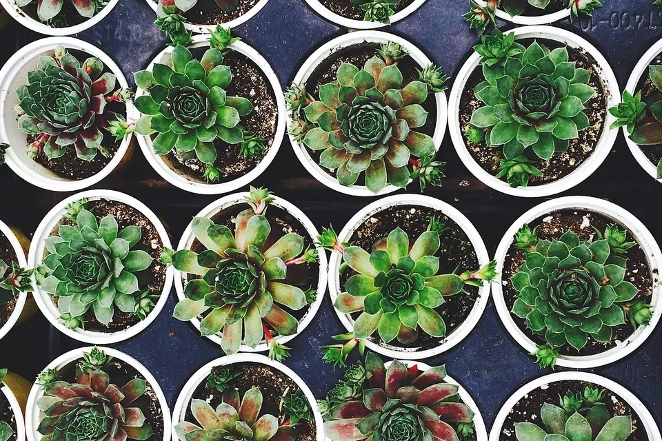Rows of small succulent rosettes in white pots seen from above
