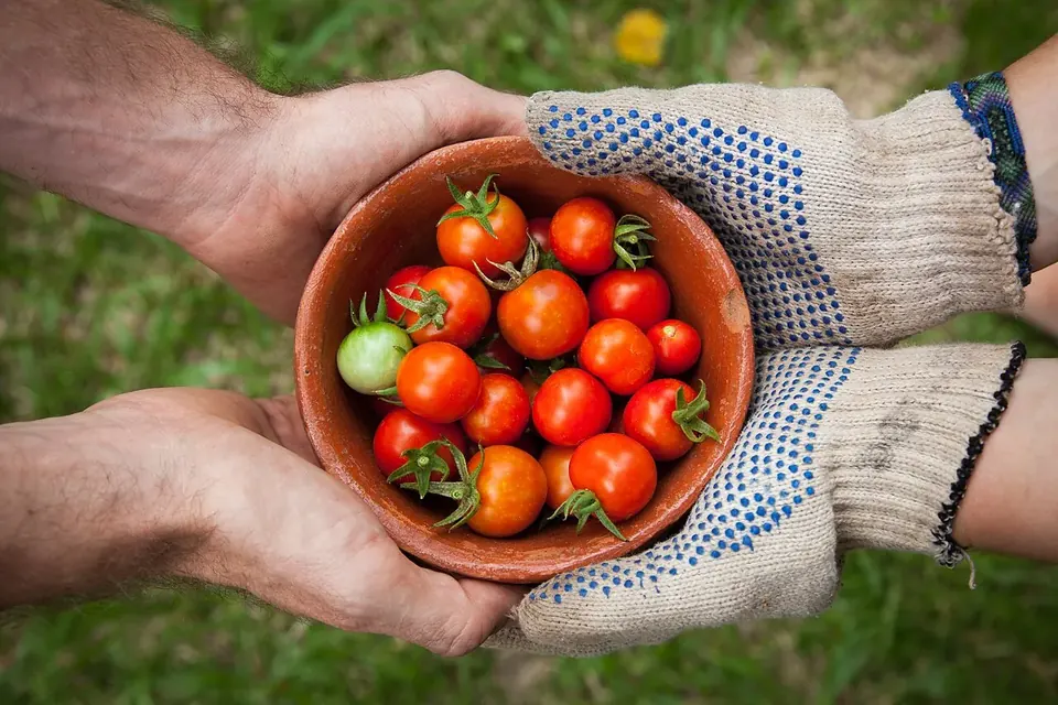 Gloved hands holding a terracotta bowl of ripe red cherry tomatoes over green grass